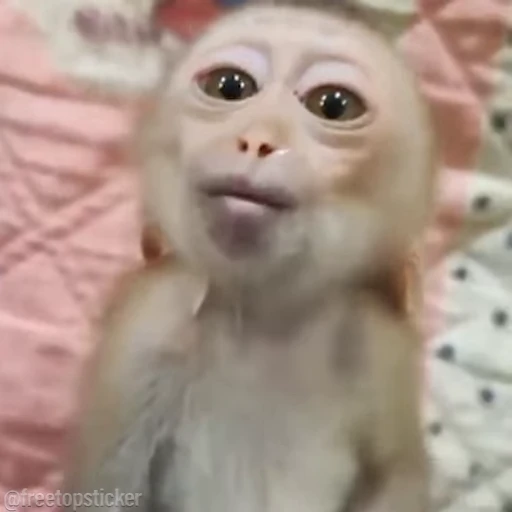🐵 Стикер «Monkey» для Telegram