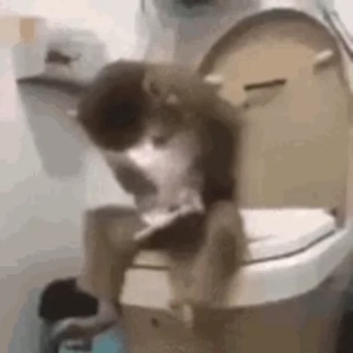 🚽 Стикер «Monkey» для Telegram