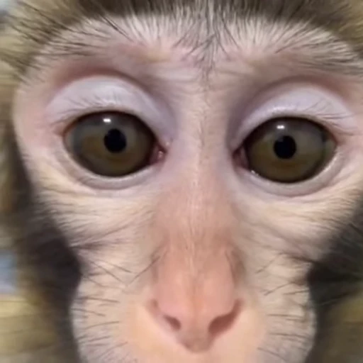 🐵 Стикер «Monkey» для Telegram