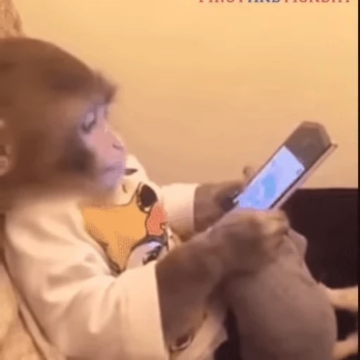 📱 Стикер «Monkey» для Telegram