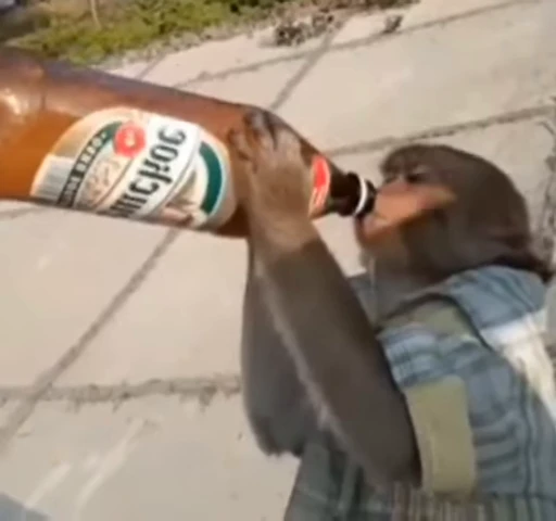 🍺 Стикер «Monkey» для Telegram