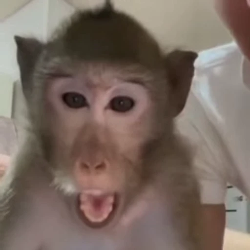😮 Стикер «Monkey» для Telegram