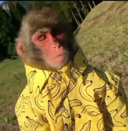 😠 Стикер «Monkey» для Telegram