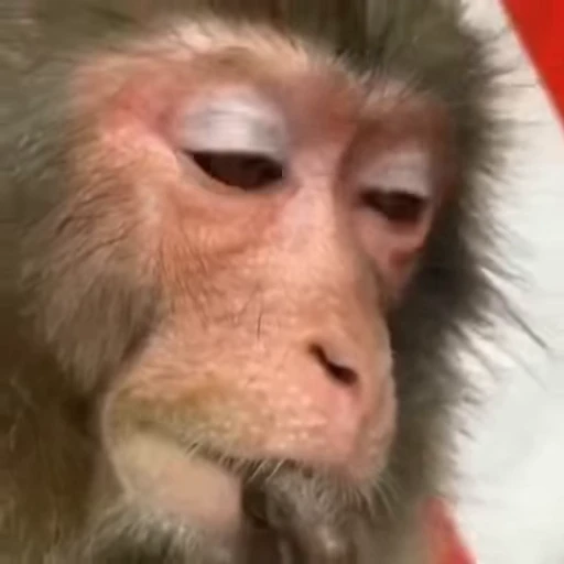 🤔 Стикер «Monkey» для Telegram