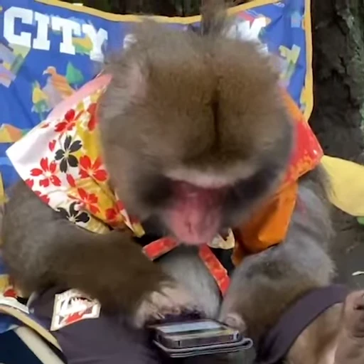 📱 Стикер «Monkey» для Telegram