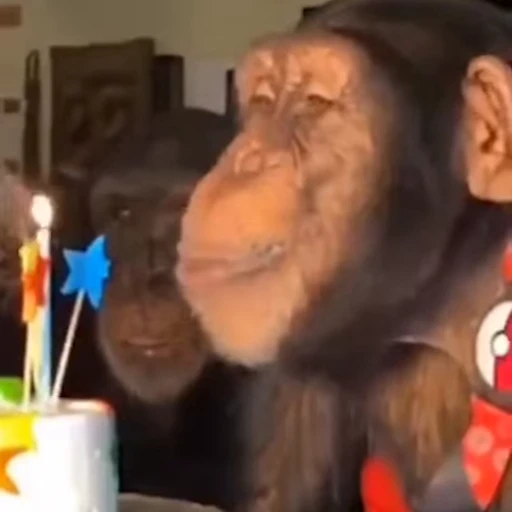 🎂 Стикер «Monkey» для Telegram