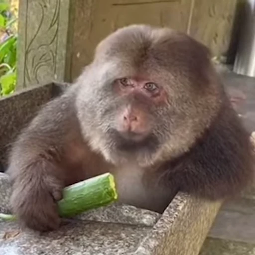🥒 Стикер «Monkey» для Telegram