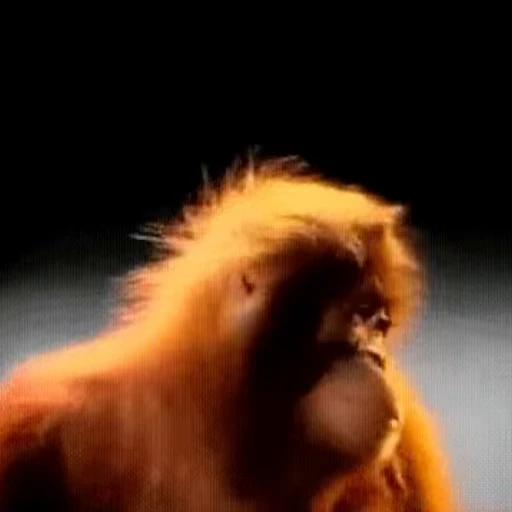 🚫 Стикер «Monkey» для Telegram