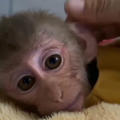 🐵 Стикер «Monkey» для Telegram