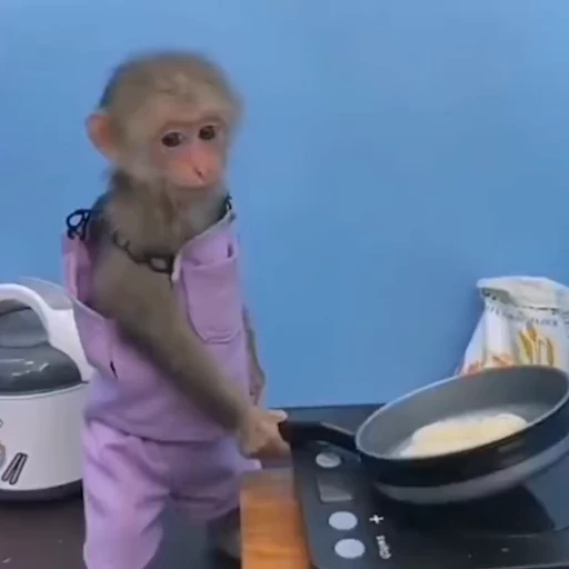 🍳 Стикер «Monkey» для Telegram