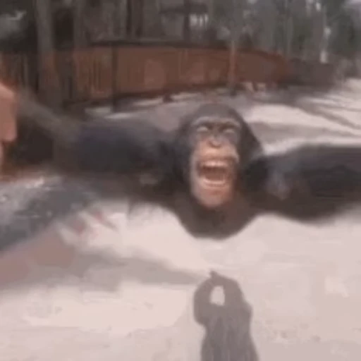 🎢 Стикер «Monkey» для Telegram