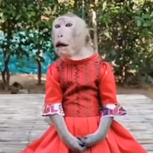 😮 Стикер «Monkey» для Telegram