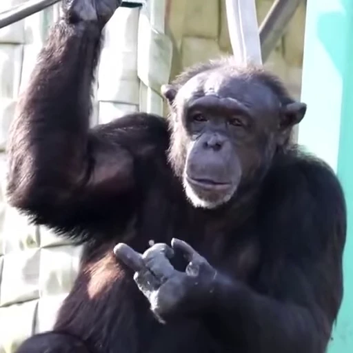 🖕 Стикер «Monkey» для Telegram