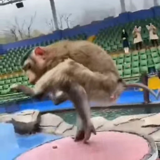 🎪 Стикер «Monkey» для Telegram