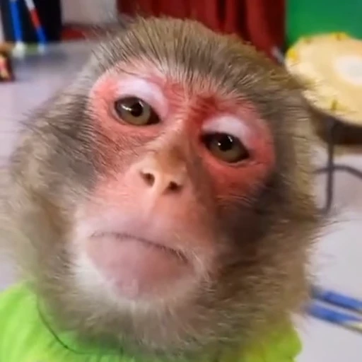 🐵 Стикер «Monkey» для Telegram