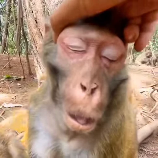 😏 Стикер «Monkey» для Telegram