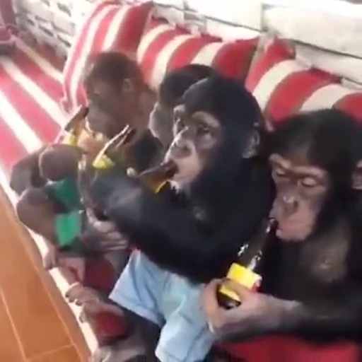 🍺 Стикер «Monkey» для Telegram