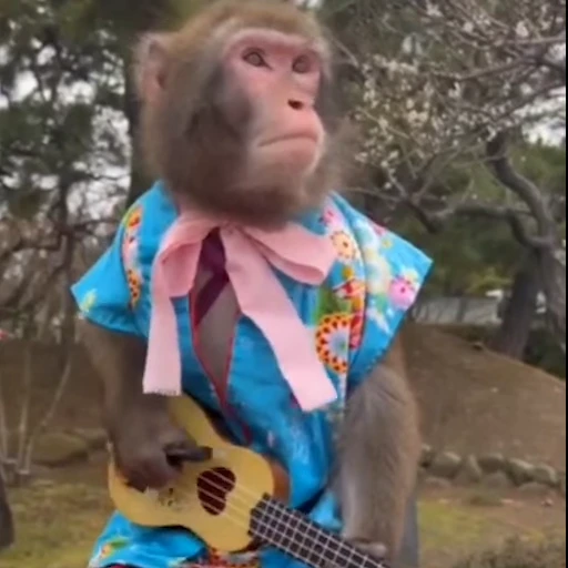 🎸 Стикер «Monkey» для Telegram
