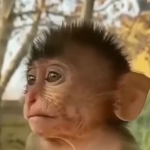 🐵 Стикер «Monkey» для Telegram