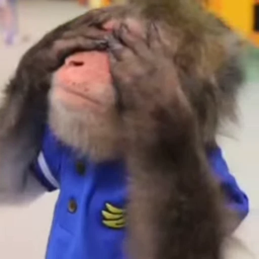 🐵 Стикер «Monkey» для Telegram