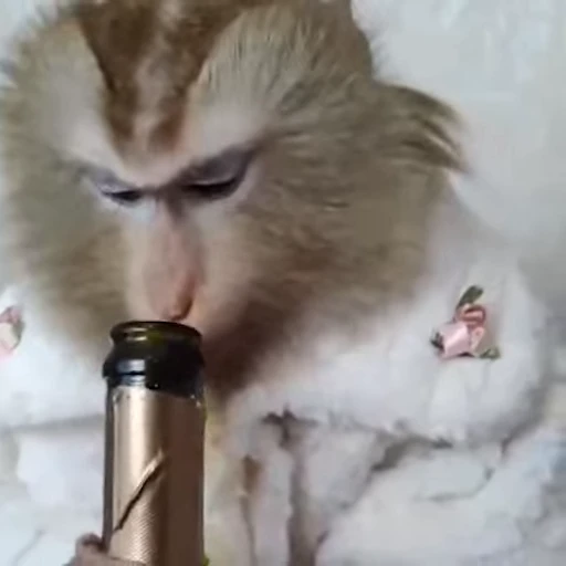 🍾 Стикер «Monkey» для Telegram