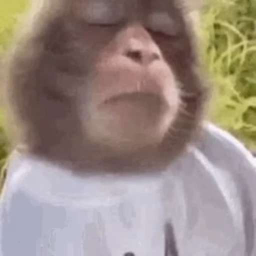 😴 Стикер «Monkey» для Telegram