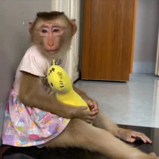 😕 Стикер «Monkey» для Telegram
