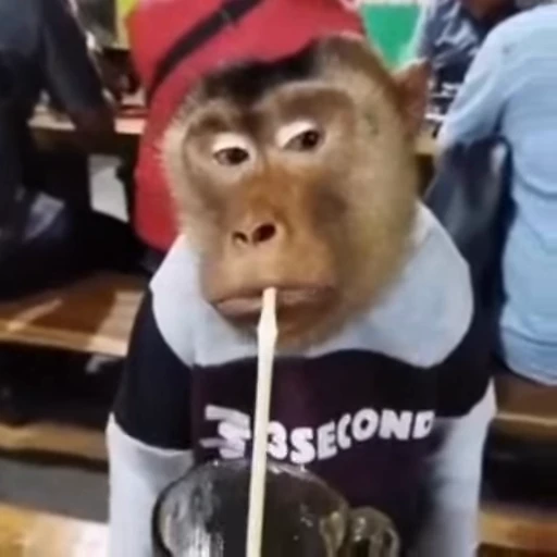 🫤 Стикер «Monkey» для Telegram
