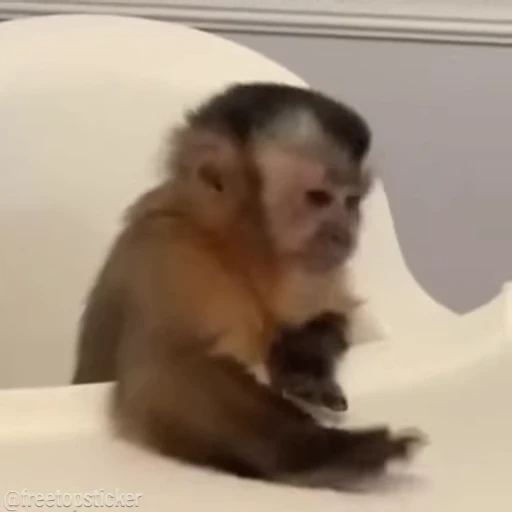 🐵 Стикер «Monkey» для Telegram