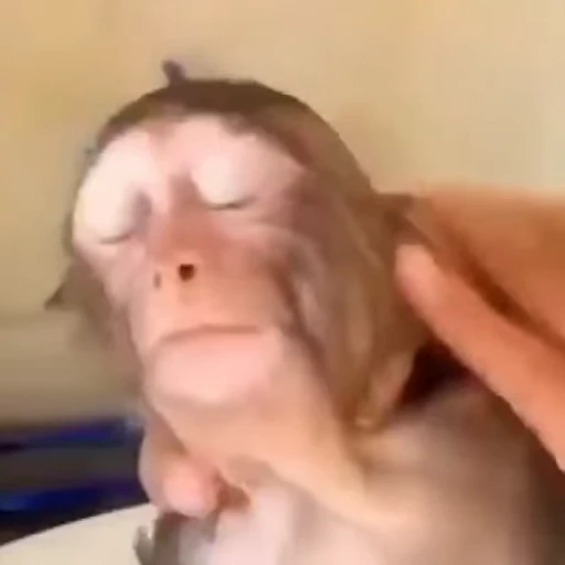 🛁 Стикер «Monkey» для Telegram
