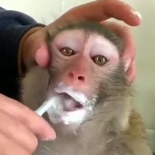🪥 Стикер «Monkey» для Telegram