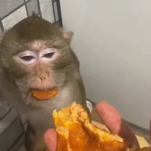 🍕 Стикер «Monkey» для Telegram