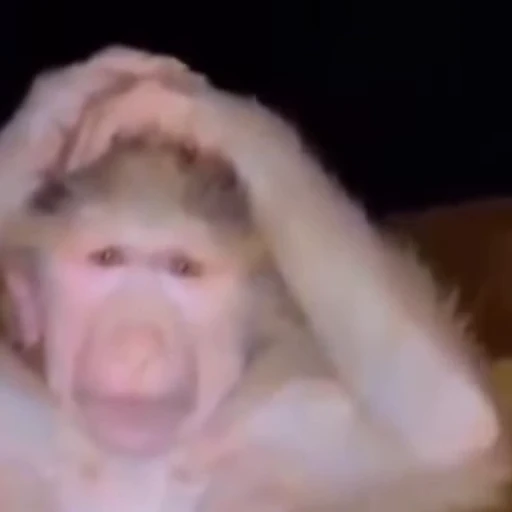 😨 Стикер «Monkey» для Telegram