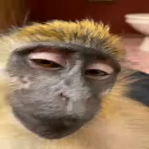 🤤 Стикер «Monkey» для Telegram