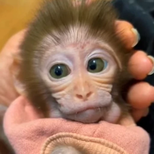 😮 Стикер «Monkey» для Telegram