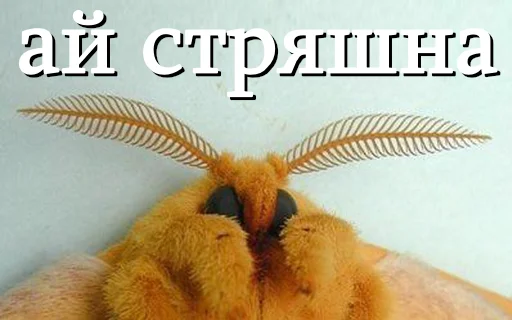 😱 Стикер «moooooths» для Telegram