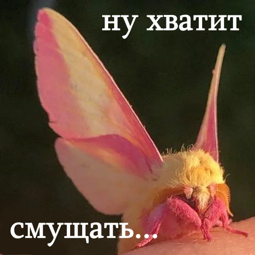 😳 Стикер «moooooths» для Telegram