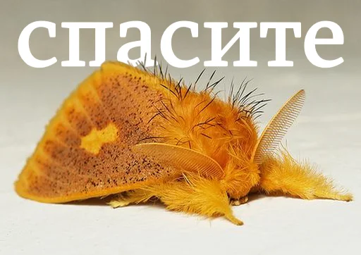 🙇 Стикер «moooooths» для Telegram