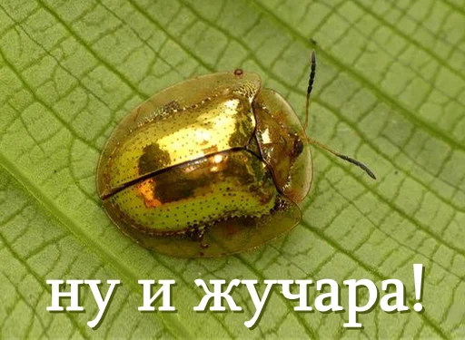 🪲 Стикер «moooooths» для Telegram
