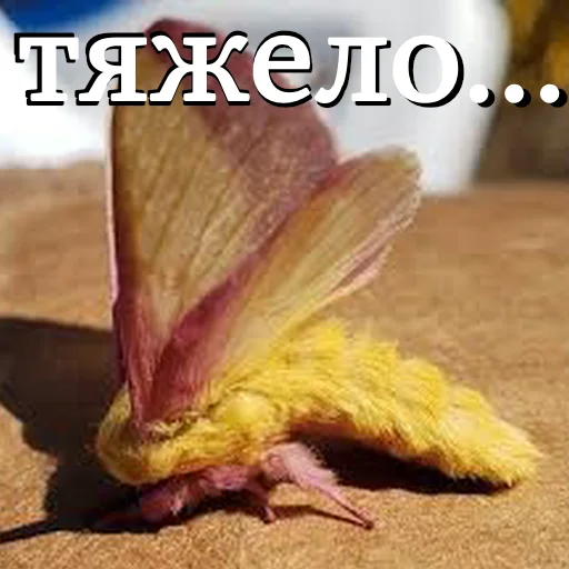 😓 Стикер «moooooths» для Telegram