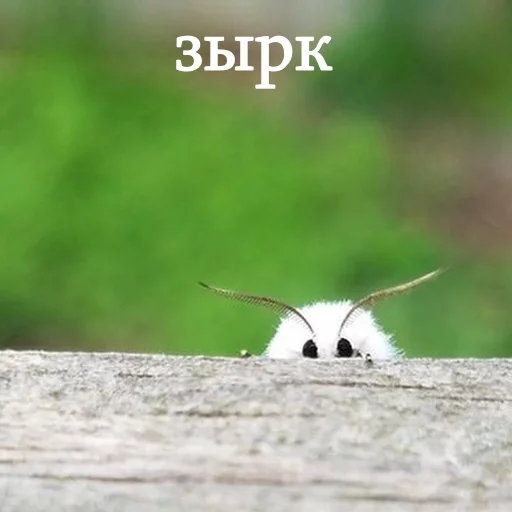 👁 Стикер «moooooths» для Telegram