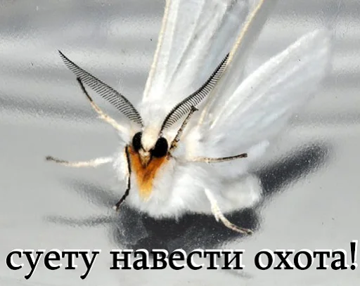💃 Стикер «moooooths» для Telegram