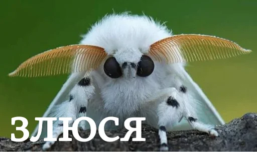 😡 Стикер «moooooths» для Telegram