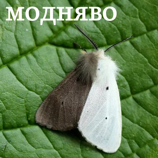 💇 Стикер «moooooths» для Telegram