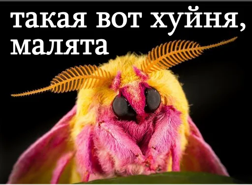 🚬 Стикер «moooooths» для Telegram