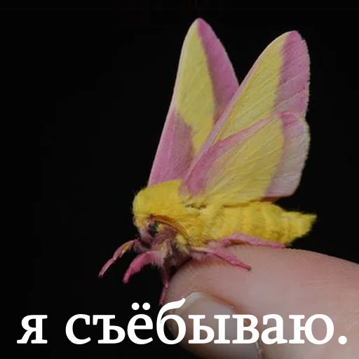 🙄 Стикер «moooooths» для Telegram