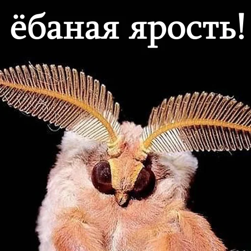 👺 Стикер «moooooths» для Telegram