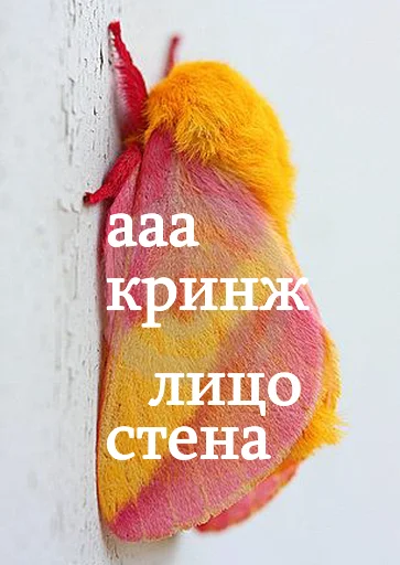 🤦 Стикер «moooooths» для Telegram