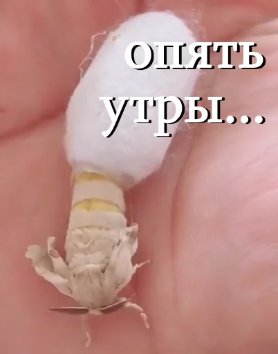 🥱 Стикер «moooooths» для Telegram