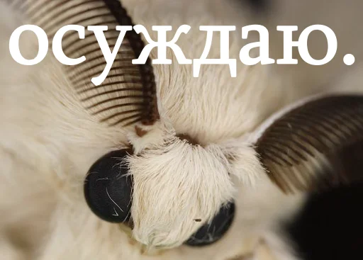 👎 Стикер «moooooths» для Telegram